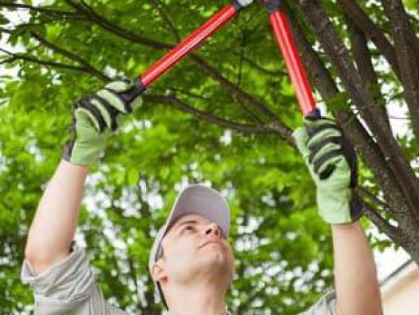 Jardin, élagage des arbres et mitoyenneté : les règles à respecter