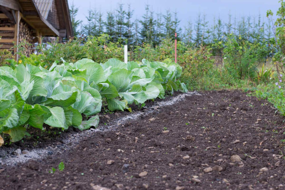 potager-hiver